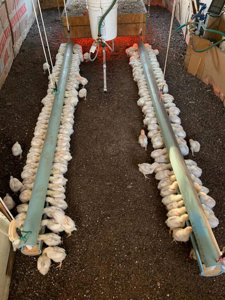 Arizona Pastured Poultry Fort Rock Farms