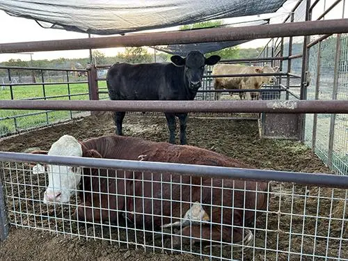 Fort Rock Farms Arizona Raised Beef